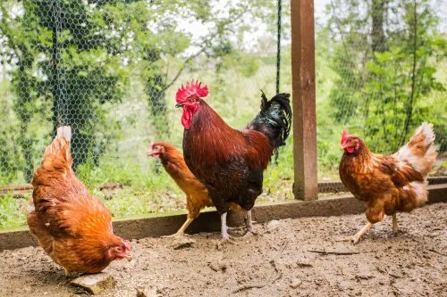 tuscanfarmhouseestate-27-roosters