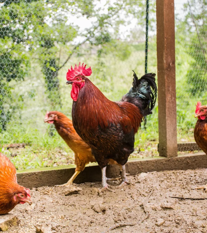 TuscanFarmhouseEstate-27-Roosters